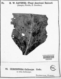 Cercospora callicarpae image